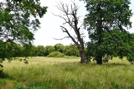 Abgestorbene Eiche in der Muldeaue