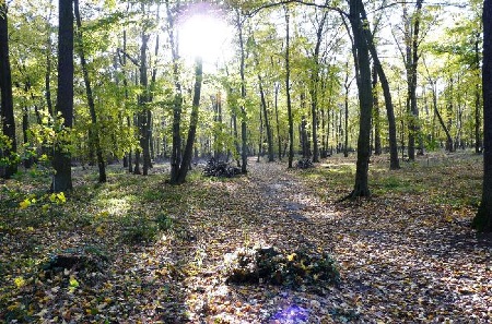 Herbst im Haideburger Forst
