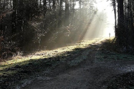 Dezembernebel im Haideburger Forst